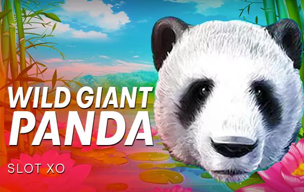 Wild Giant Panda