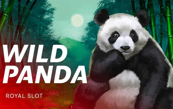 Wild Panda